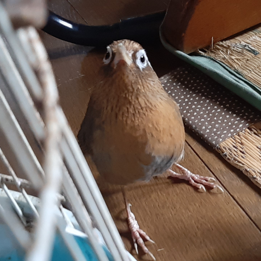 身内賞